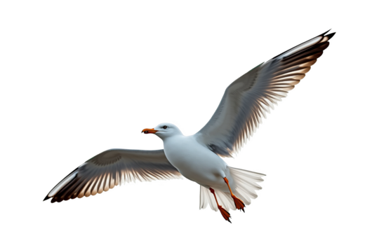 Beautiful white seabird flying in mid-air with wings spread. Detailed wildlife gull isolated on transparent background
