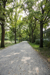 Scenic park pathway surrounded by tall trees and summer greenery under bright sunlight