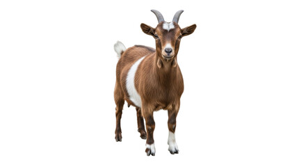 Isolated young brown goat, domestic mammal with horns, animal standing looking at camera