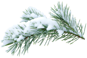 pine branches covered with snow isolated on white background, png, ai generated
