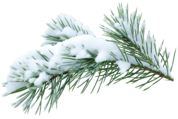 pine branches covered with snow isolated on white background, png, ai generated