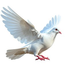 Obraz premium Beautiful white dove in flight with wings spread, showcasing grace and freedom against a bright background