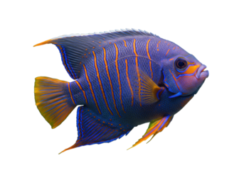 Isolated Bluering Angelfish swimming, marine fish with distinctive blue and orange stripes