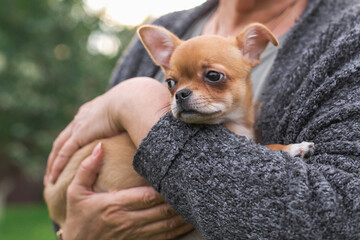 Small sad chihuahua puppy with frightened eyes being gently held in the arms of its owner outdoors,...