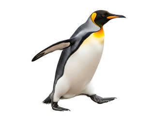 Obraz premium King penguin walking isolated on transparent background in full body shot