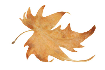 Obraz premium One dry maple leaf isolated on white. Autumn season