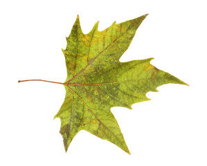 One maple leaf isolated on white. Autumn season