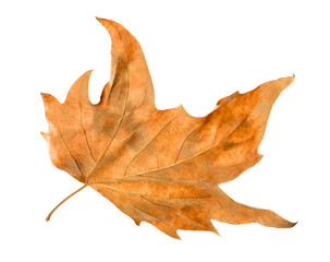 One dry maple leaf isolated on white. Autumn season