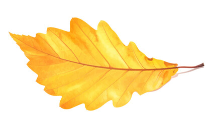 A vibrant golden-yellow oak leaf, isolated against a white backdrop