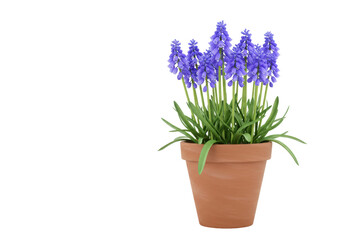 Isolated muscari plant in terracotta pot, spring seasonal flowers, vibrant and fragrant