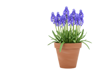 Isolated muscari plant in terracotta pot, spring seasonal flowers, vibrant and fragrant