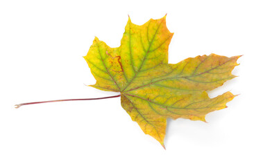 One dry maple leaf isolated on white. Autumn season