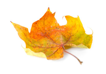 One dry maple leaf isolated on white. Autumn season