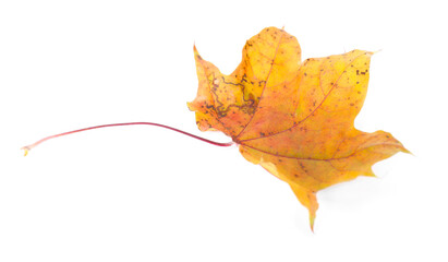 One dry maple leaf isolated on white. Autumn season