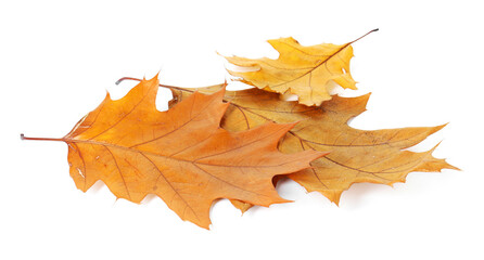 Beautiful dry leaves isolated on white. Autumn season