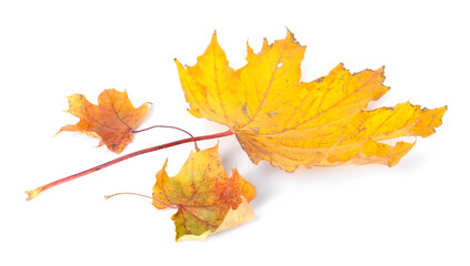 Beautiful dry maple leaves isolated on white. Autumn season
