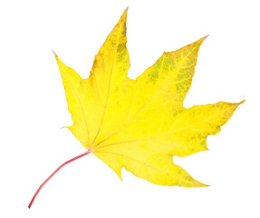 One dry maple leaf isolated on white. Autumn season