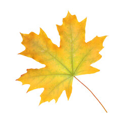 One dry maple leaf isolated on white. Autumn season