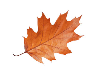One beautiful dry leaf isolated on white. Autumn season