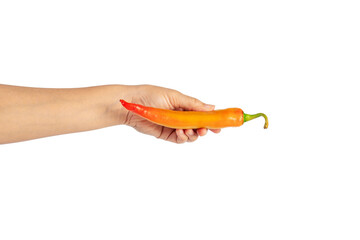 Orange sweet pepper in hand on transparent background