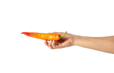 Orange sweet pepper in hand on transparent background