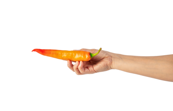 Orange sweet pepper in hand on transparent background