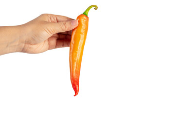 Orange sweet pepper in hand on transparent background