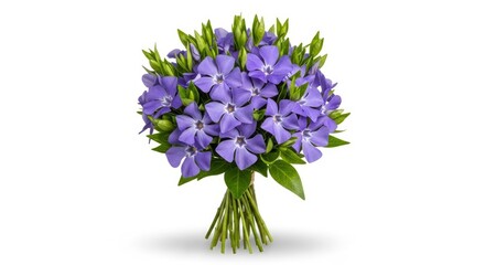 Vibrant bouquet of purple periwinkle flowers with green leaves on a white background.