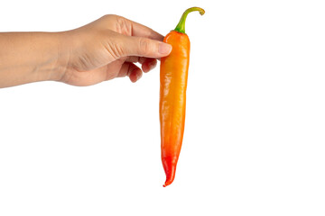 Orange sweet pepper in hand on transparent background