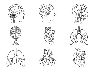 Vector art of anatomical illustrations of human organs including the brain, heart, and lungs