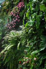 Lush green tropical rainforest vegetation as background. Cloud Forest in Singapore. 