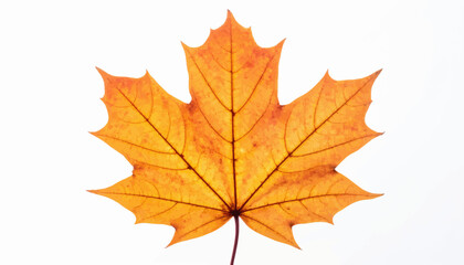 A vibrant, close-up shot of a maple leaf against a pure white background