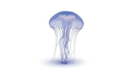 Graceful blue jellyfish with flowing tentacles against a pristine white backdrop.