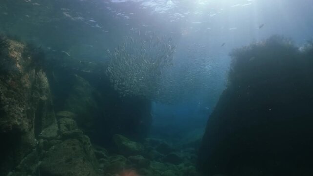 An underwater scene featuring a massive school of sardines forming a perfect spherical shape just below the sunlit ocean surface. 