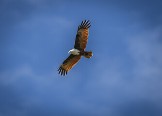eagle in flight