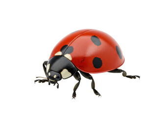 Isolated ladybug with red shell and black spots poses in studio light, insect species close-up