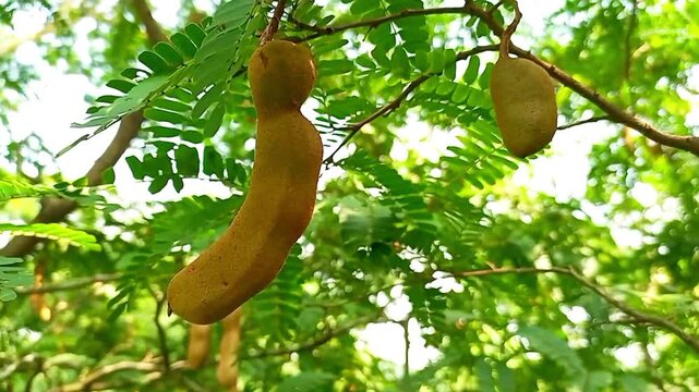 Tamarind pods hanging on tree in natural green background