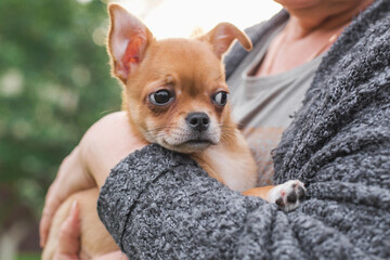Small chihuahua puppy with sad and frightened expression being held in the arms of its owner...