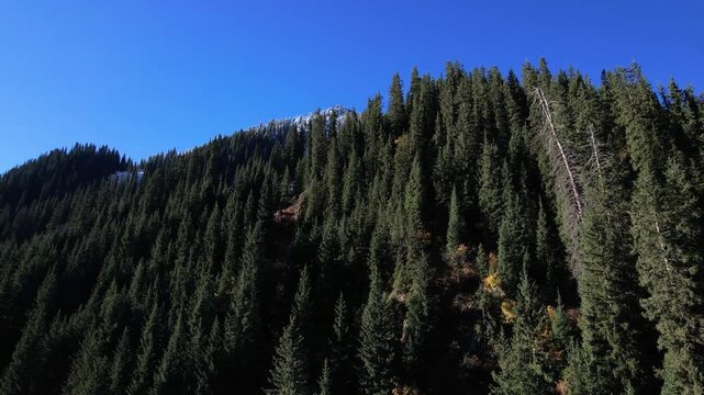 A Stunning Panoramic View of Lush Evergreen Forests Nestled Beneath a Brilliant Blue Sky, Highlighting the Majestic Mountain Peaks and Winter's First Snowfall.