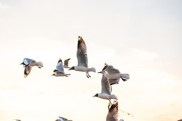 Many seagulls fleeing from the cold weather in Siberia come to Bang Pu, Samut Prakan Province,...
