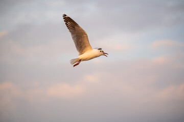 Many seagulls fleeing from the cold weather in Siberia come to Bang Pu, Samut Prakan Province, Thailand, from December to the end of March every year.