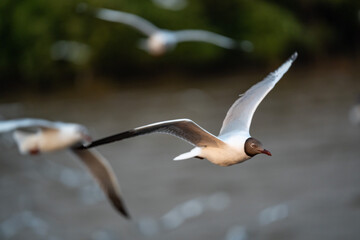 Many seagulls fleeing from the cold weather in Siberia come to Bang Pu, Samut Prakan Province, Thailand, from December to the end of March every year.