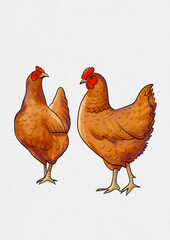 A versatile set of poultry illustrations featuring a colorful rooster (cock) and two brown hens (chicken) in a watercolor-style rendering. Includes both the fully colored artworks.
