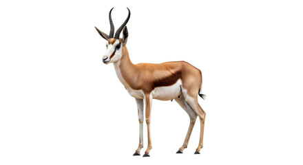 Isolated Springbok Antelope Stands Alert, a graceful animal from Africa with curving horns