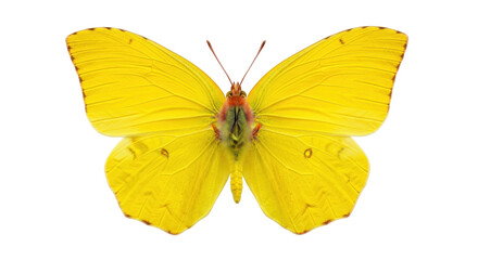 Isolated brilliant yellow butterfly, a cloudless sulphur, showing a delicate wing pattern