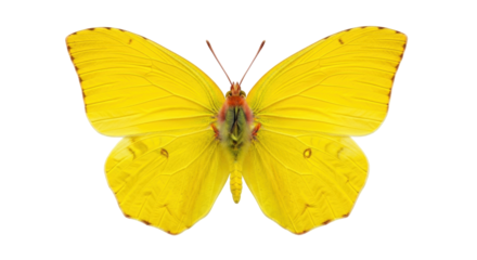 Isolated brilliant yellow butterfly, a cloudless sulphur, showing a delicate wing pattern