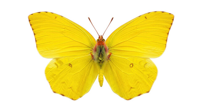 Isolated brilliant yellow butterfly, a cloudless sulphur, showing a delicate wing pattern