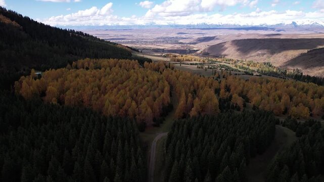 Stunning Aerial View of a Vibrant Autumn Landscape Capturing Enchanting Forests with Lush Green Pines and Golden Aspens Against a Picturesque Mountain Backdrop