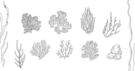 Seaweed illustration set with marine plants, botanical clipart collection, ocean ecosystem design, underwater nature elements pack © Jui Creatives