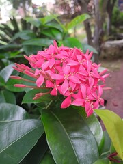 pink hydrangea flower